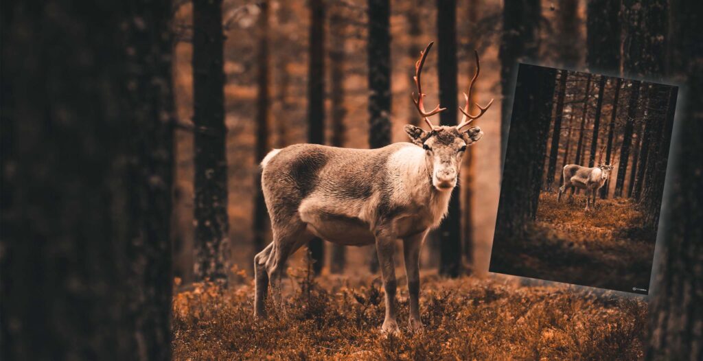 Poro metsässä.